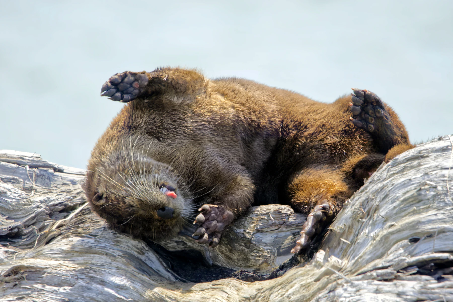 Sea otter at Iona Beach